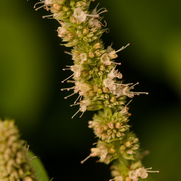 Hysope géante (Agastache scrophulariifolia) | Jardin des vie-la-joie | Artisan semencier