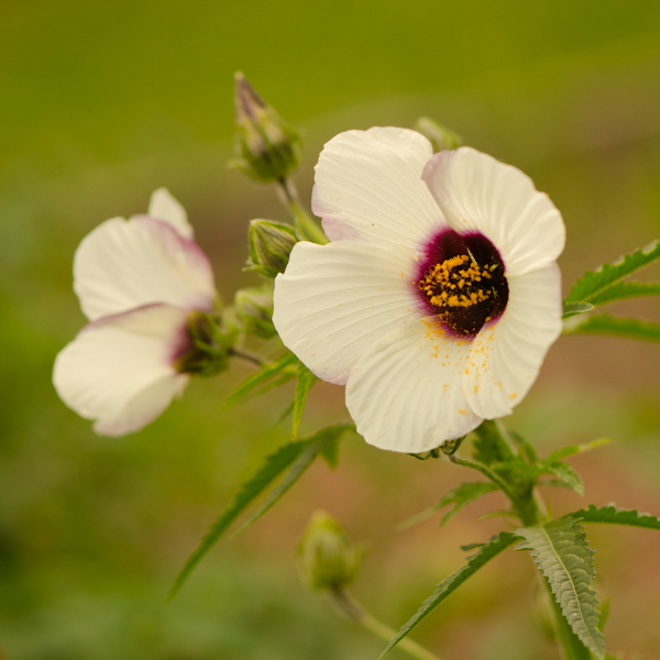 Kenaf / Chanve du Deccan (Hibiscus cannabinus) | Jardin des vie-la-joie | Artisan semencier