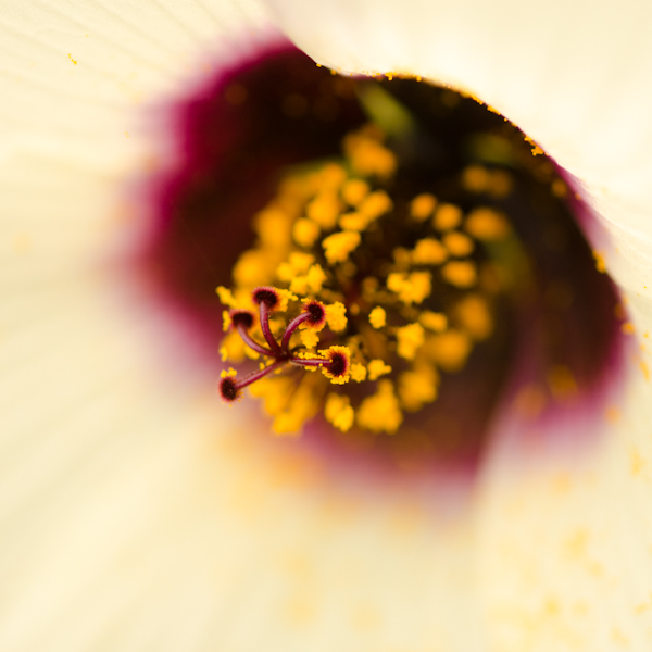 Kenaf / Chanve du Deccan (Hibiscus cannabinus) | Jardin des vie-la-joie | Artisan semencier