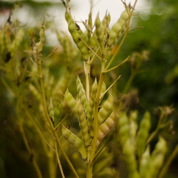 Semences de lupin blanc (lupinus albus) | Jardin des vie-la-joie | Artisan semencier