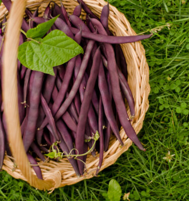Semences de haricot grimpant Purple podded(Phaseolus vulgaris ) | Jardin des vie-la-joie | Artisan semencier