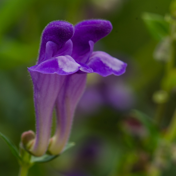 Scutellaire du Baïkal (Scutellaria baicalensis) | Jardin des vie-la-joie | Artisan semencier