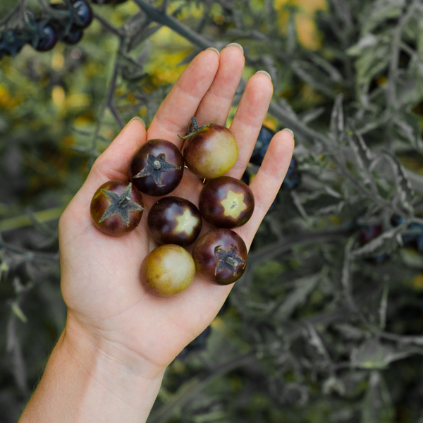 Tomate Blue Cream Berries (Lycopersicon esculentum) | Jardin des vie-la-joie | Artisan semencier