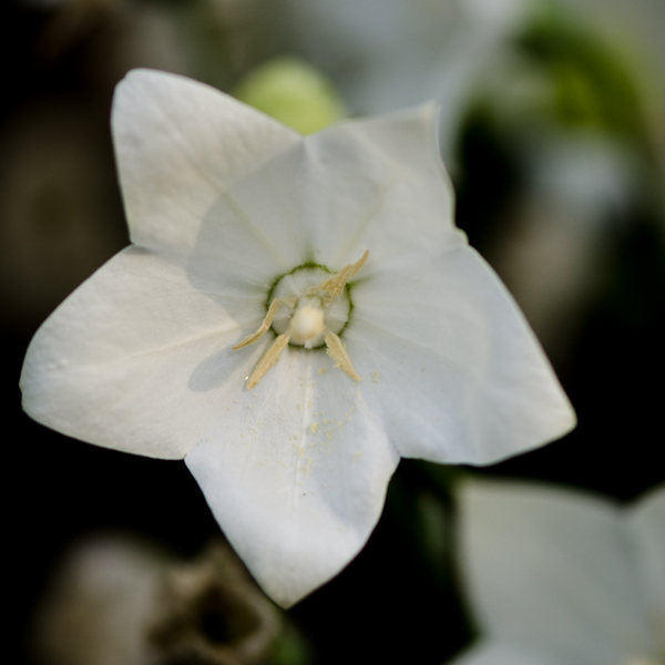 Campanule blanches à grandes fleurs (Campanula grandiflora) | Jardin des vie-la-joie | Artisan semencier