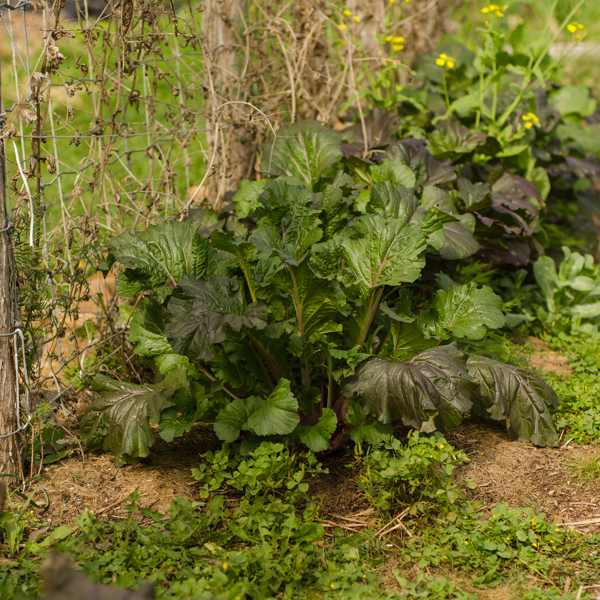 Moutarde Vibrant Ultraviolet (Brassica rapa) | Jardin des vie-la-joie | Artisan semencier