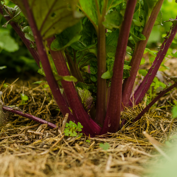 Moutarde Vibrant Ultraviolet (Brassica rapa) | Jardin des vie-la-joie | Artisan semencier