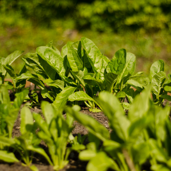 Epinard perpetuel / Oseille-epinard (beta vulgaris var.cicla) | Jardin des vie-la-joie | Artisan semencier