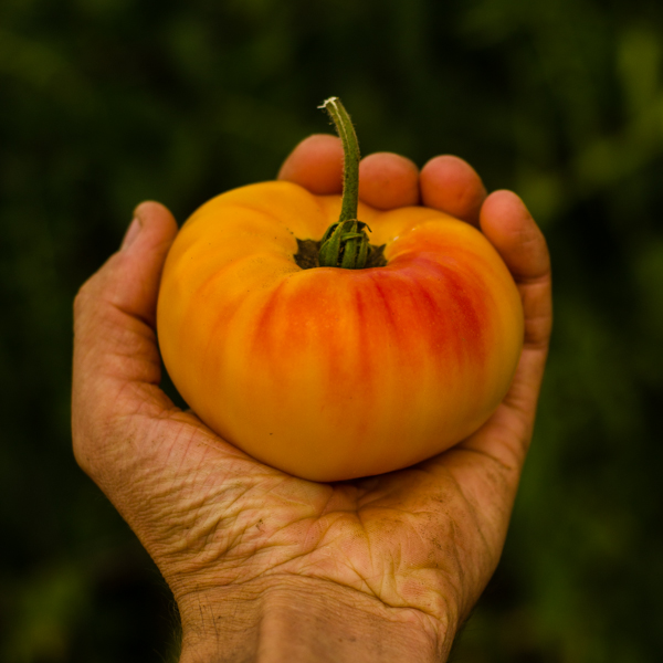 Tomates Party de Jean Gagné (Lycopersicon esculentum) | Jardin des vie-la-joie | Artisan semencier
