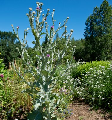 Semences de chardon aux anes / CHardon d'écosse (Onopordum acanthium) | Le jardin des vie-la-joie| Artisan semencier du Québec