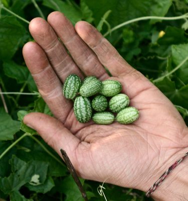 Semences de concombre Cucamelon / Melon souris / Concombre Mexicain '(Melothria scabra) | Le jardin des vie-la-joie| Artisan semencier du Québec