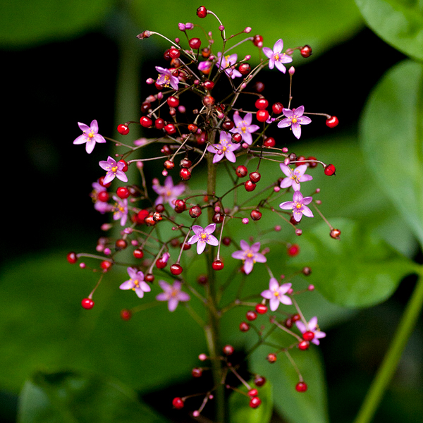 Semences de Ginseng Java (Talinum paniculatum) | Jardin des vie-la-joie | Artisan semencier