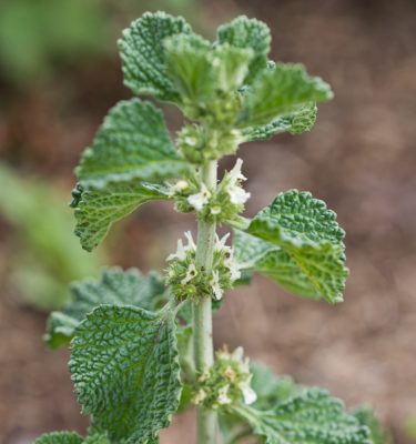 Semences de marrube blanc (Marrubium vulgare) | Le jardin des vie-la-joie| Artisan semencier du Québec