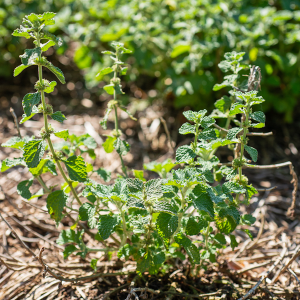 Semences de marrube blanc (Marrubium vulgare) | Le jardin des vie-la-joie| Artisan semencier du Québec