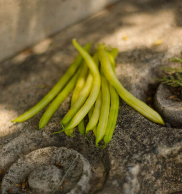 Semences de haricot nain Valdor (Phaseolus vulgaris) | Jardin des vie-la-joie | Artisan semencier