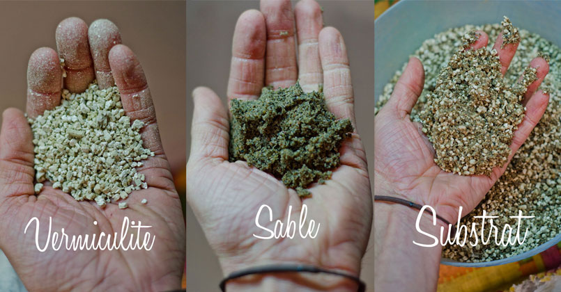 Vermiculite et sable comme substrats pour la stratification des semences